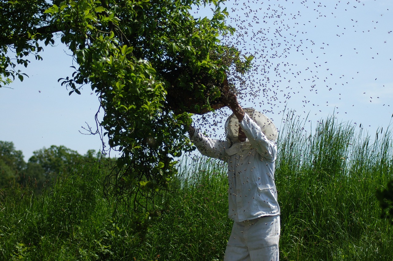 Honey Bee Swarm